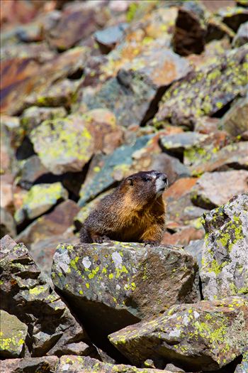 A marmot looks for snacks on Ophir Pass, near Ophir Colorado.